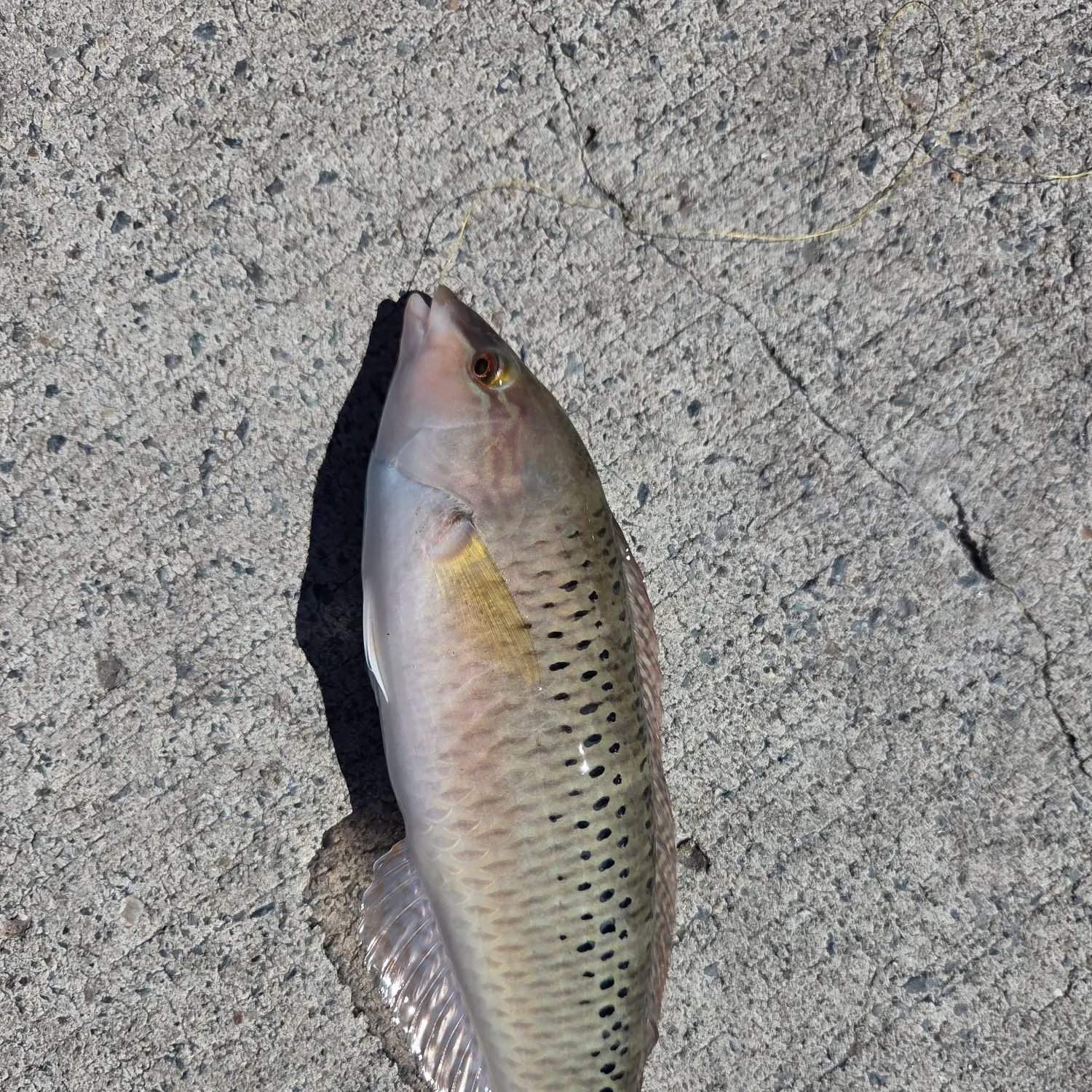 Rock wrasse caught on Fishbrain