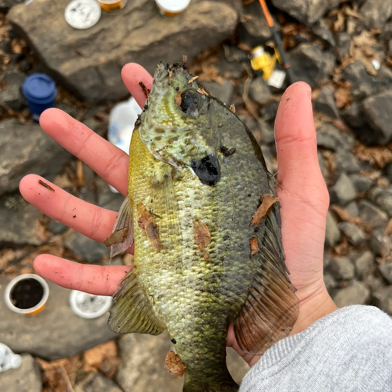 The most recent Redear x bluegill catches on Fishbrain