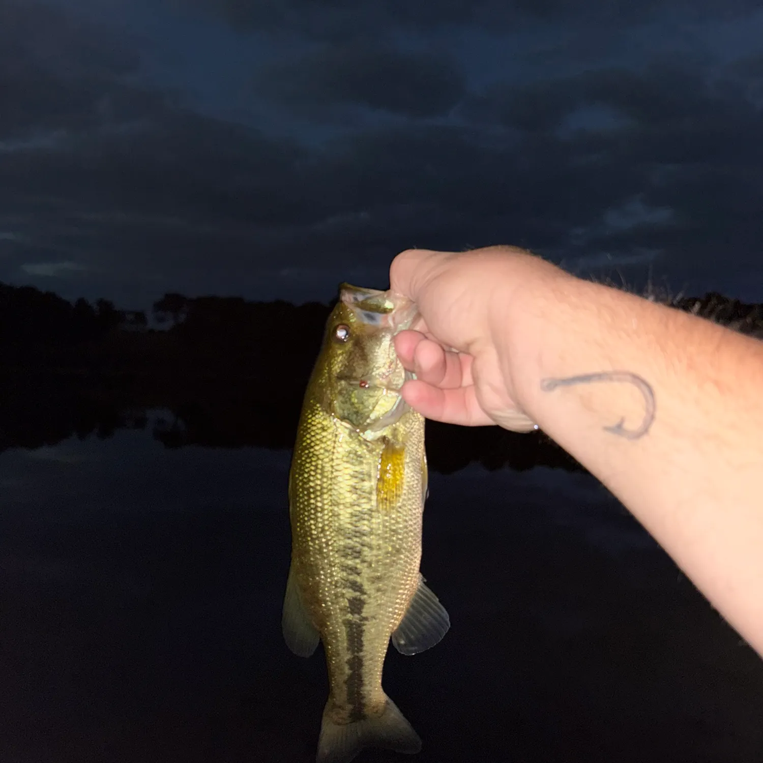 Largemouth bass caught on Fishbrain