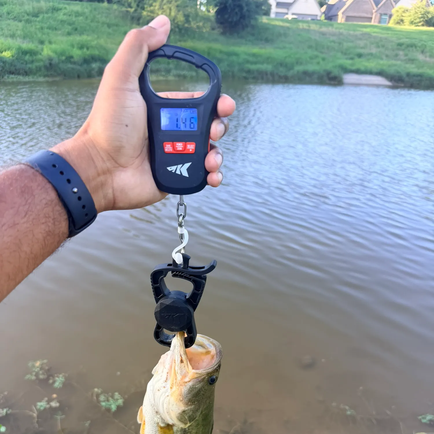 Largemouth bass caught on Fishbrain