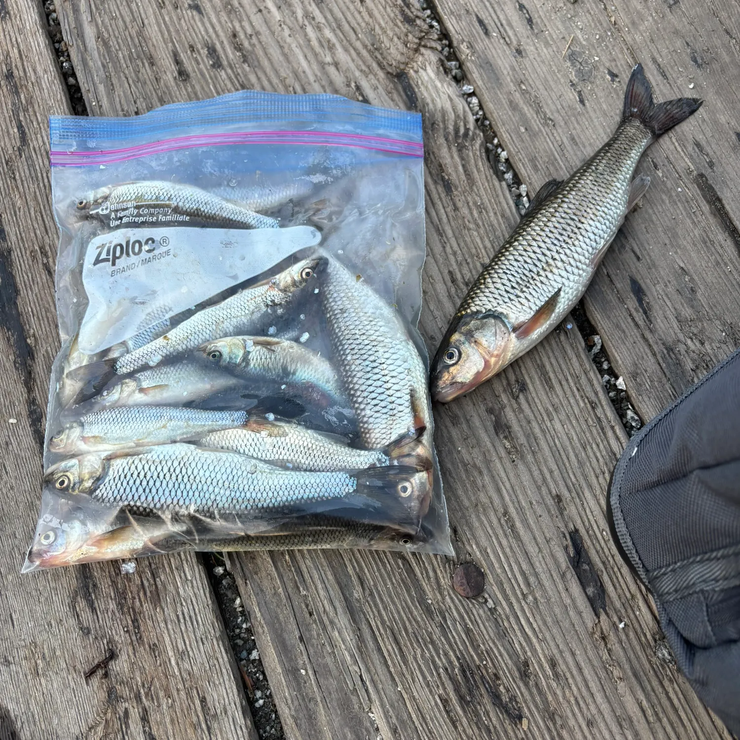 recently logged catches