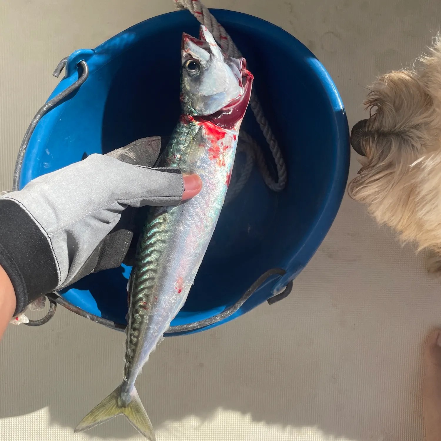 Atlantic mackerel caught on Fishbrain
