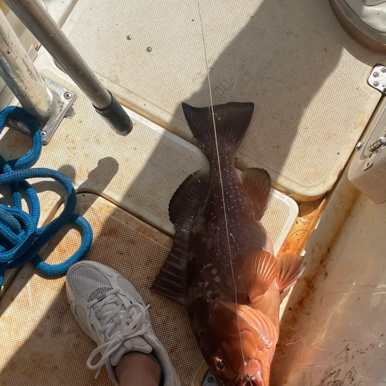 Red grouper caught on Fishbrain