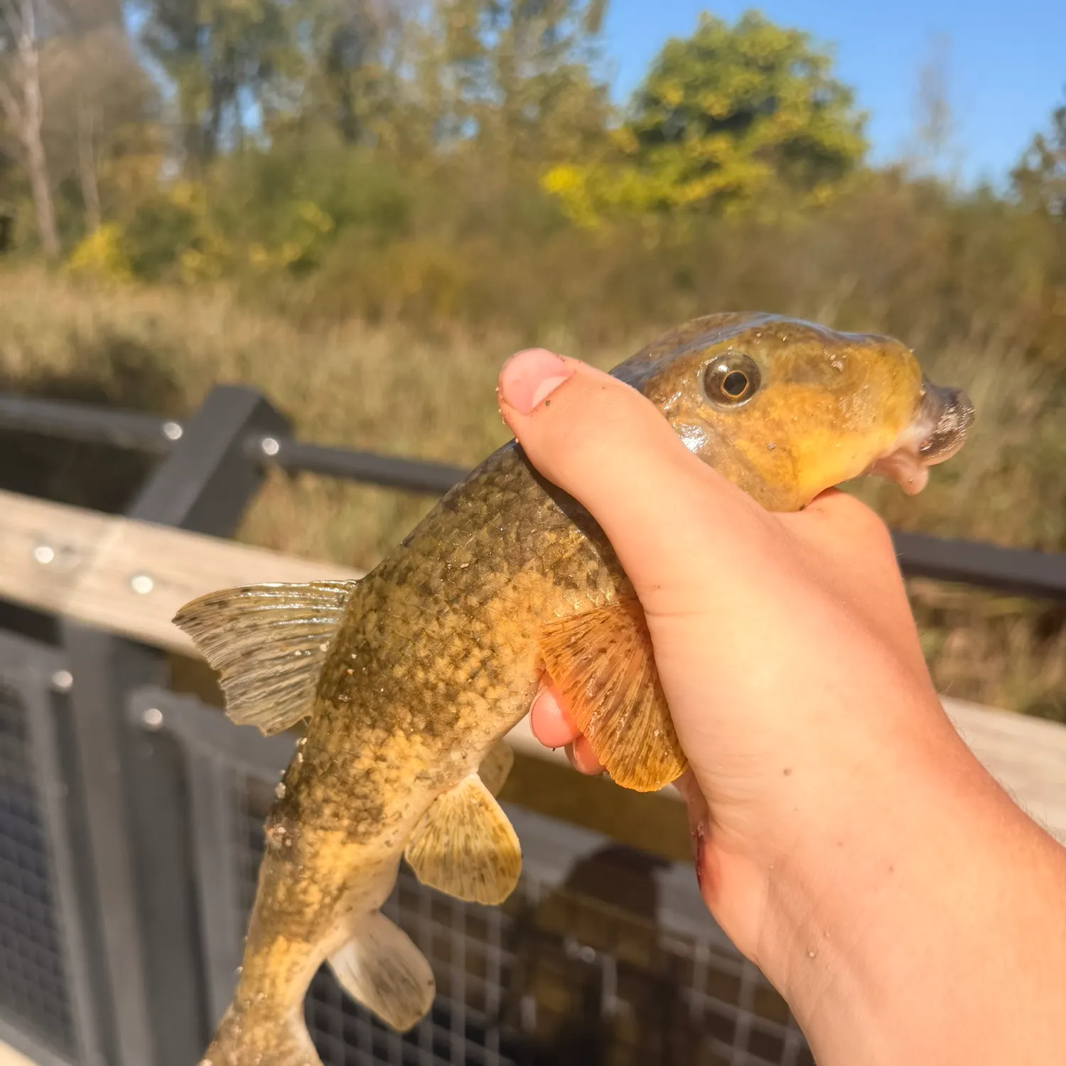 The most recent Northern hogsucker catches on Fishbrain