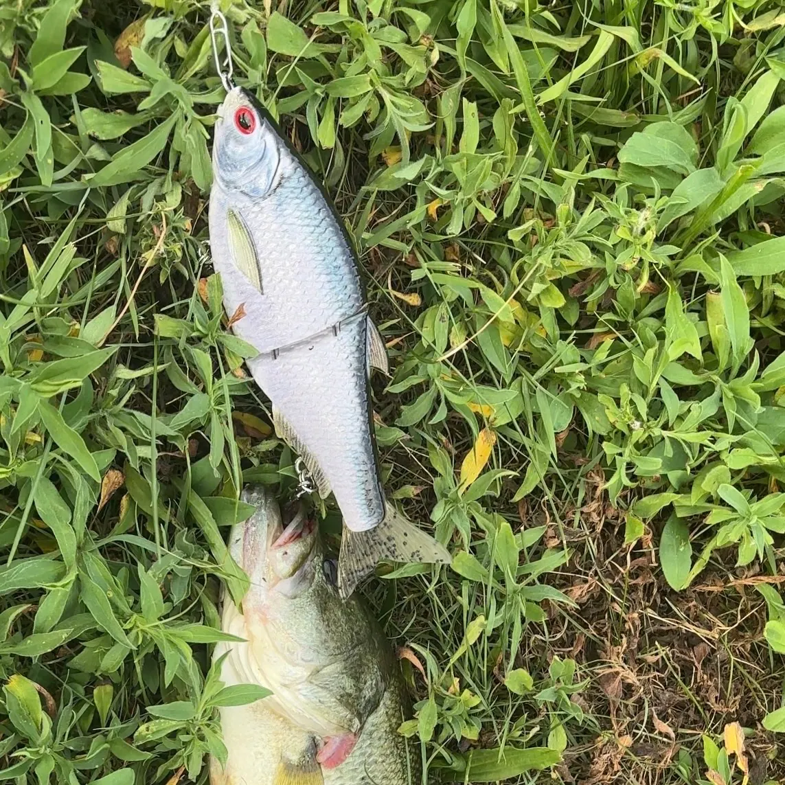 Largemouth bass caught on Fishbrain