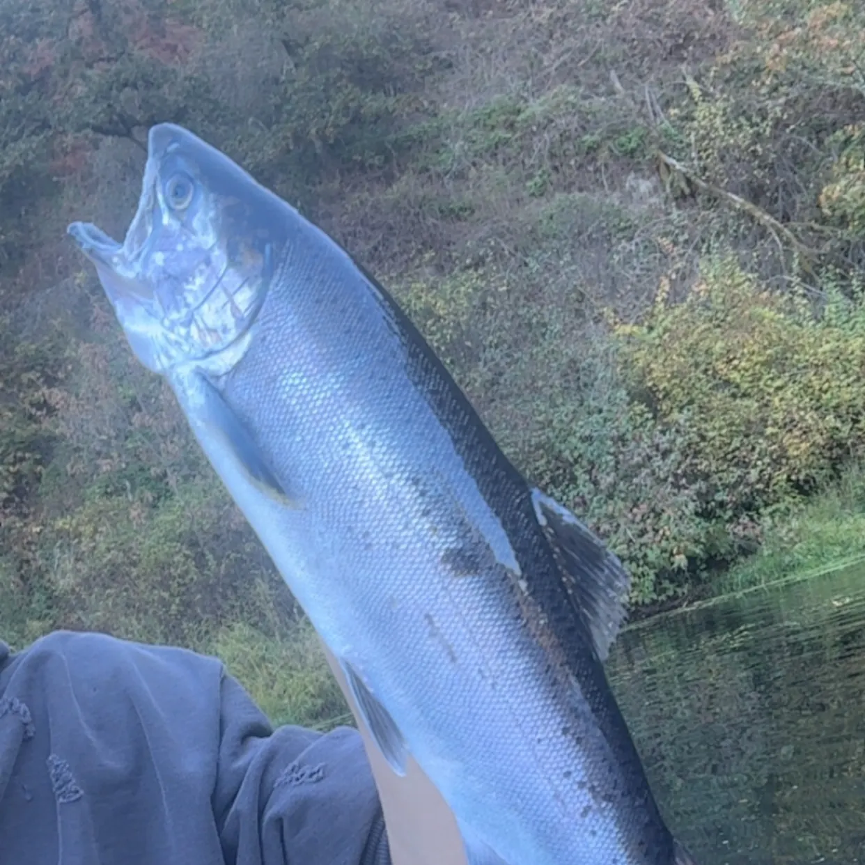 Coho salmon caught on Fishbrain