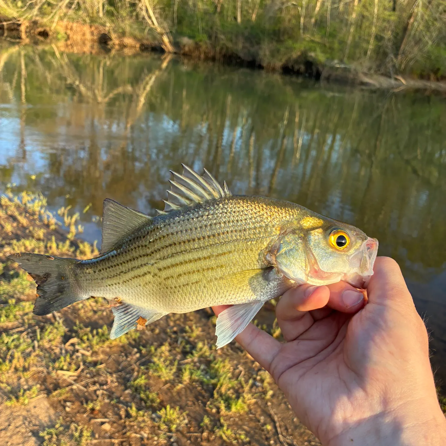 White bass caught on Fishbrain