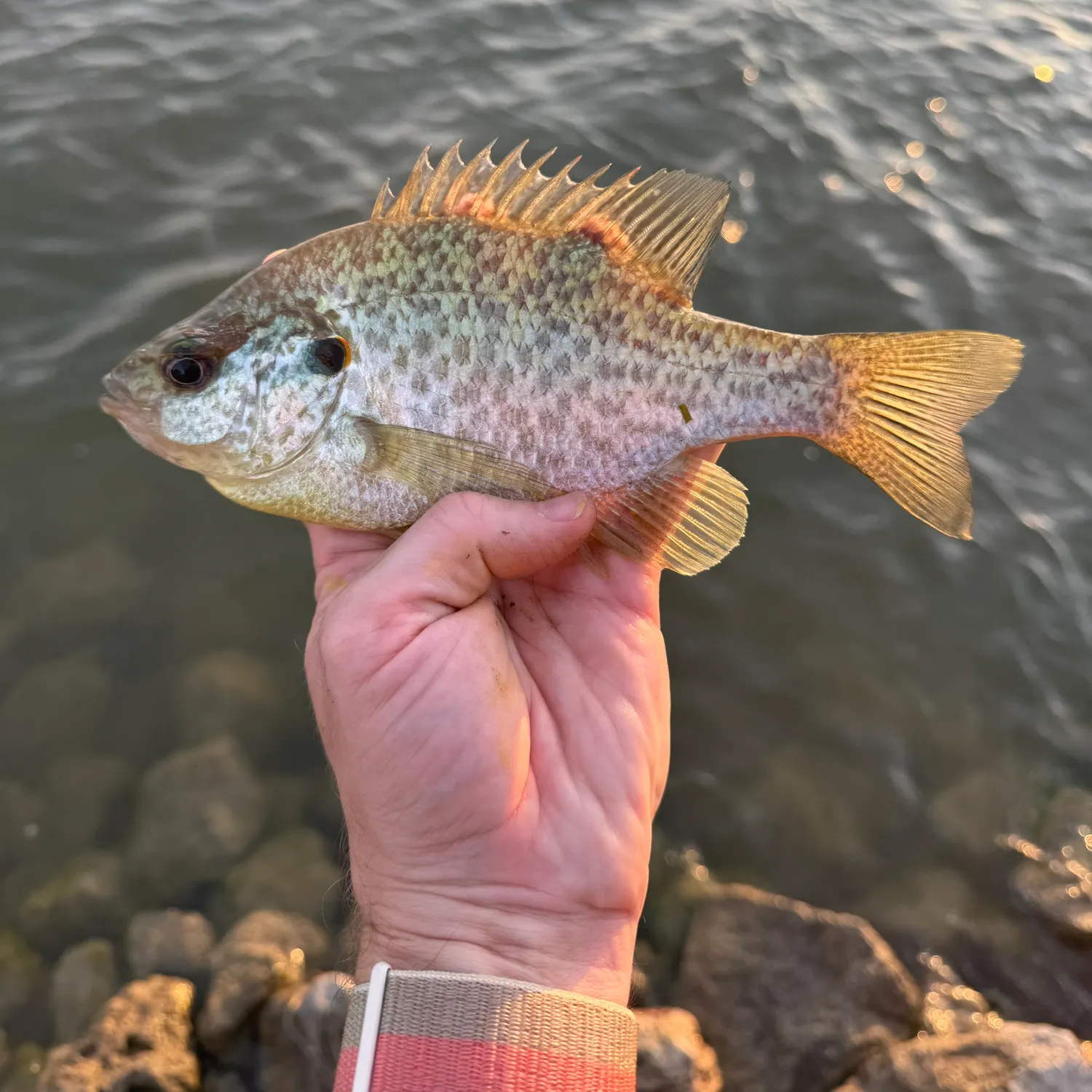 The most recent Redear sunfish catches on Fishbrain