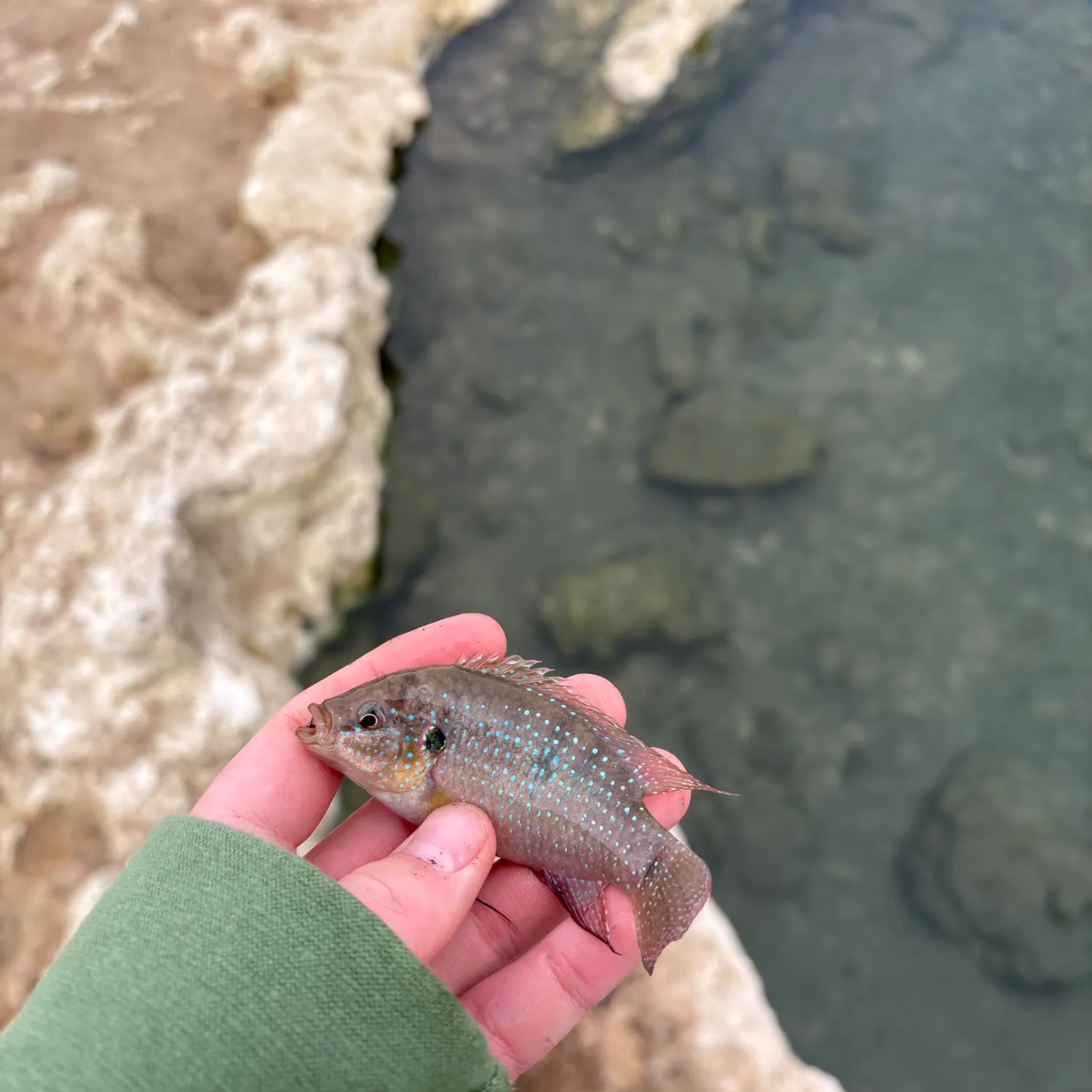 The most recent African Jewelfish catches on Fishbrain
