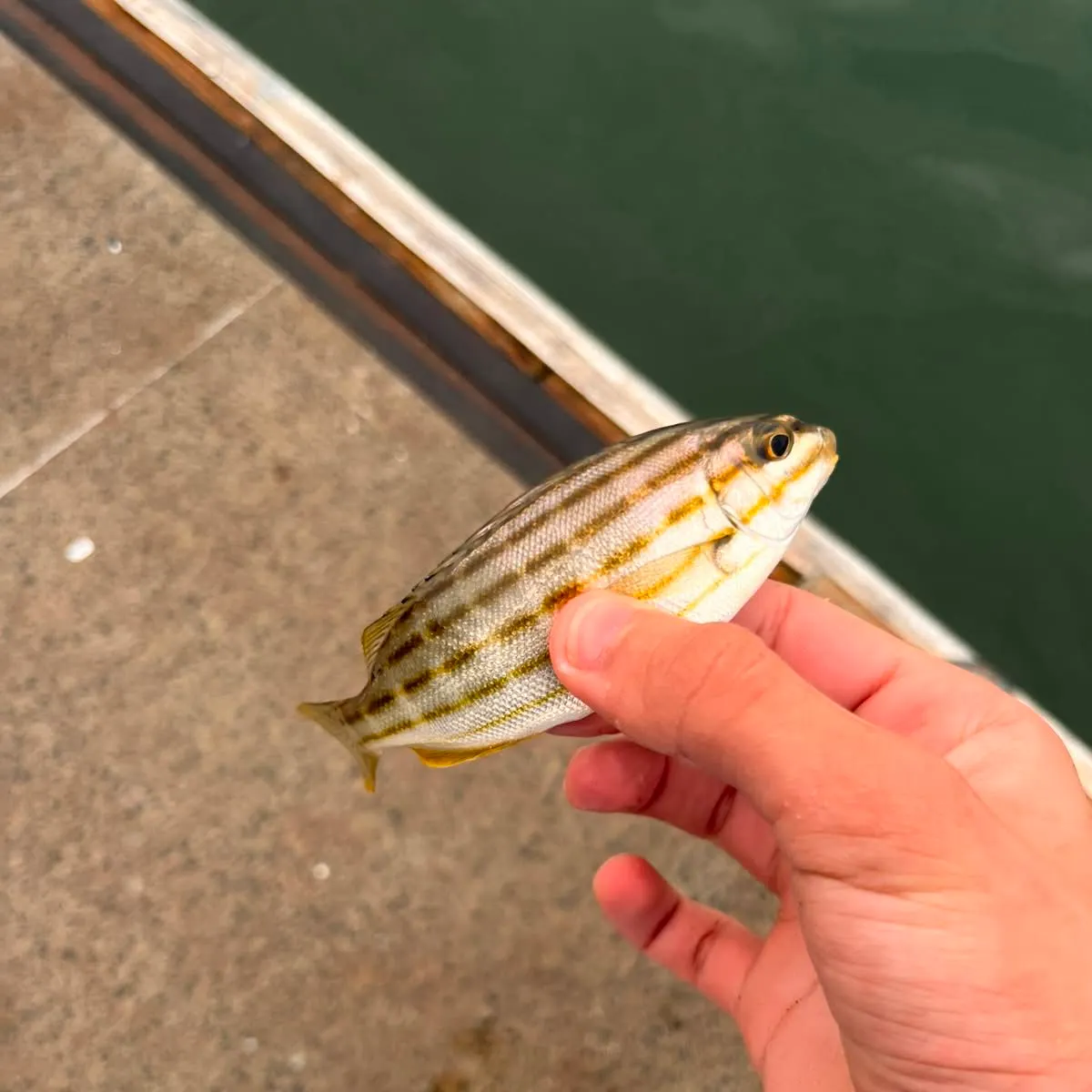 The most recent Eastern striped grunter catches on Fishbrain