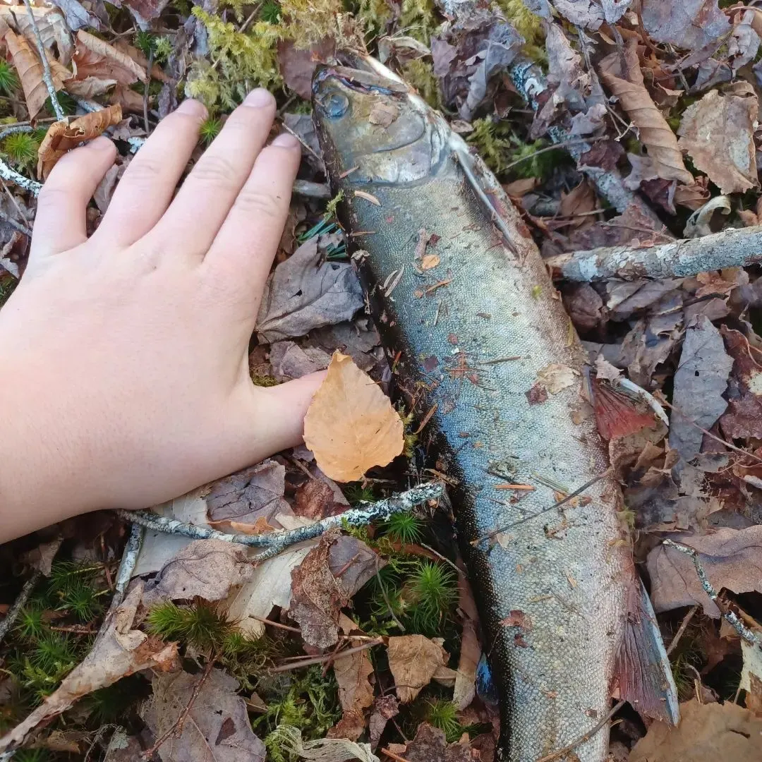 The most recent Brook trout catches on Fishbrain