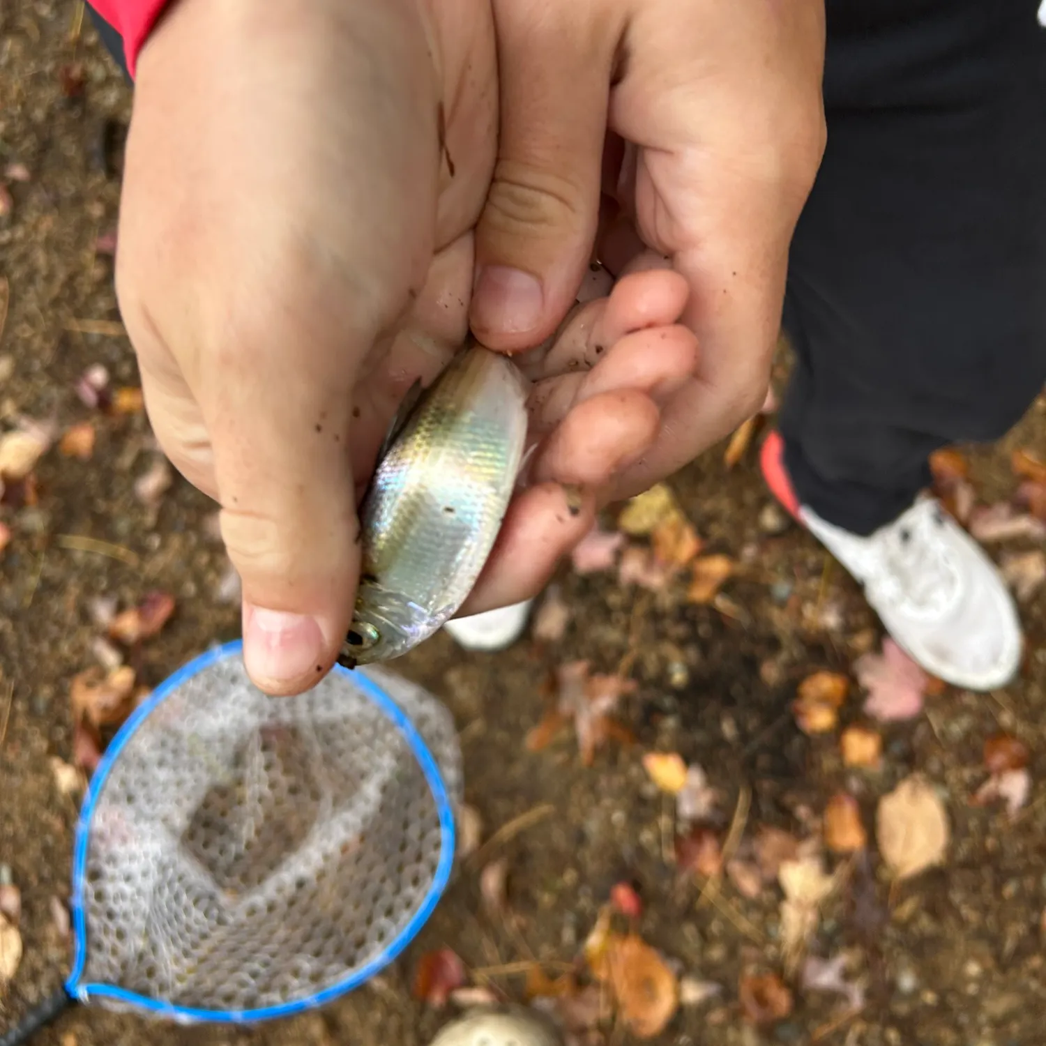 The most recent Sand shiner catches on Fishbrain