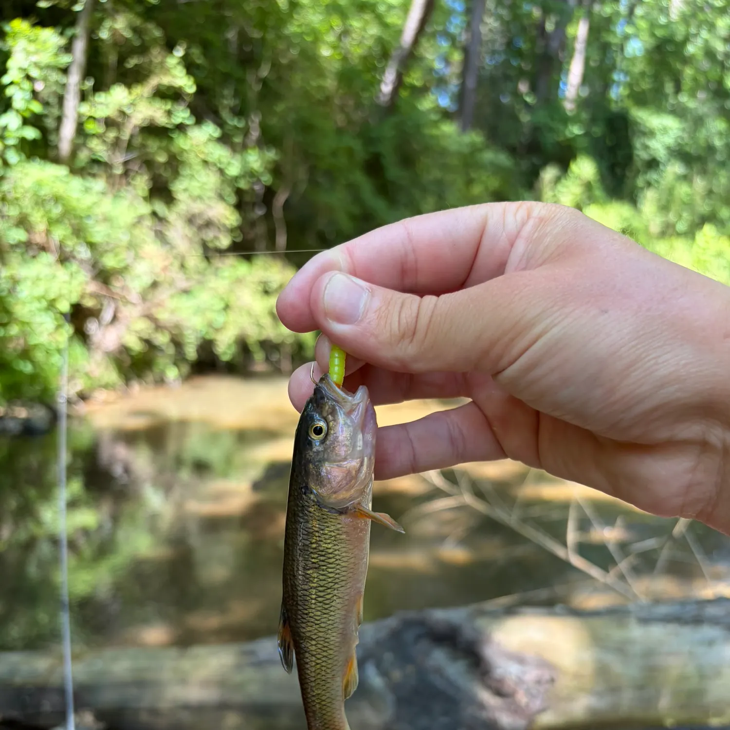 The most recent Bigmouth chub catches on Fishbrain