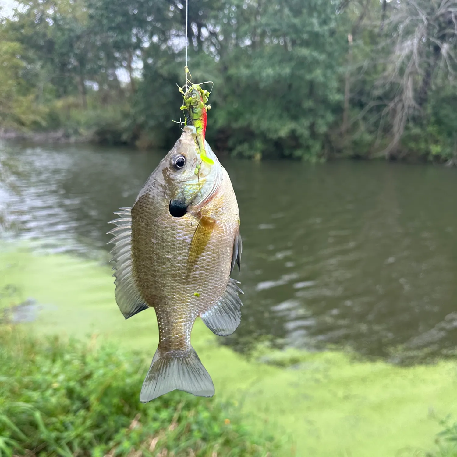 Bluegill caught on Fishbrain