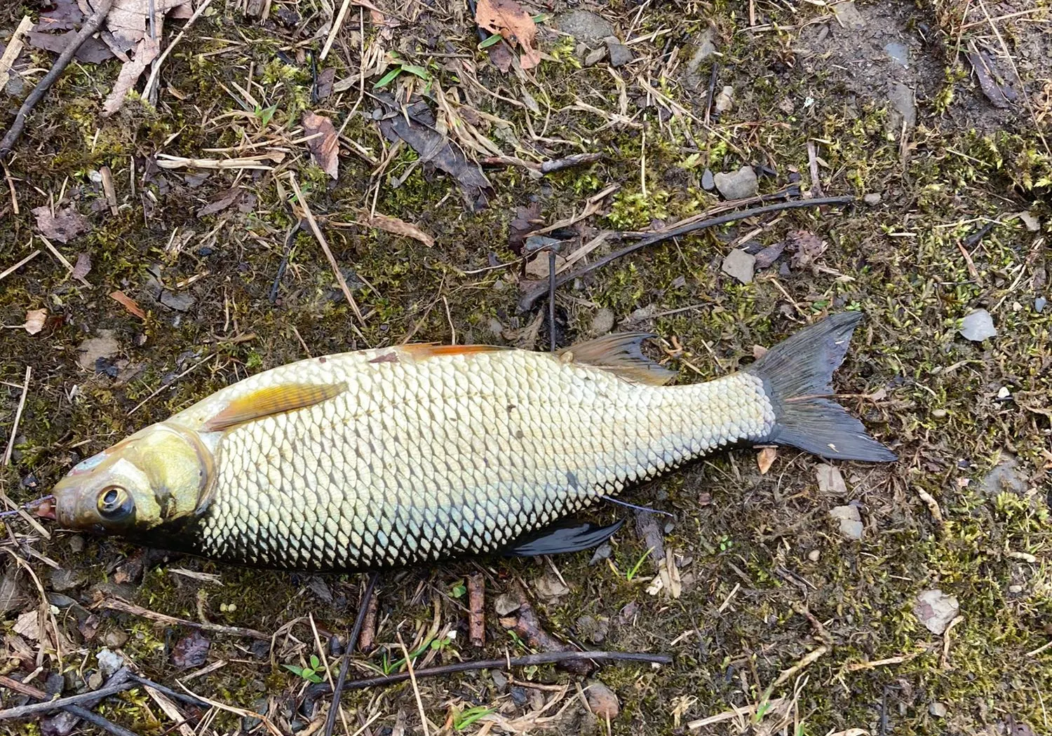 Fallfish