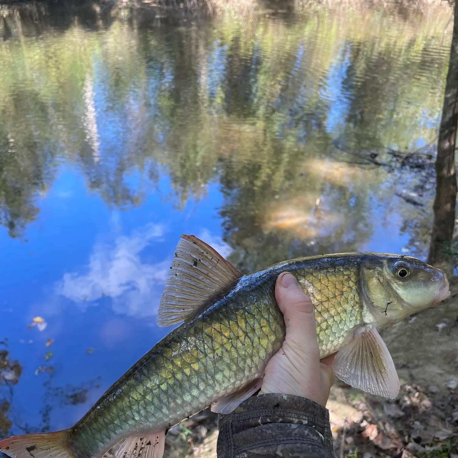 Golden redhorse caught on Fishbrain