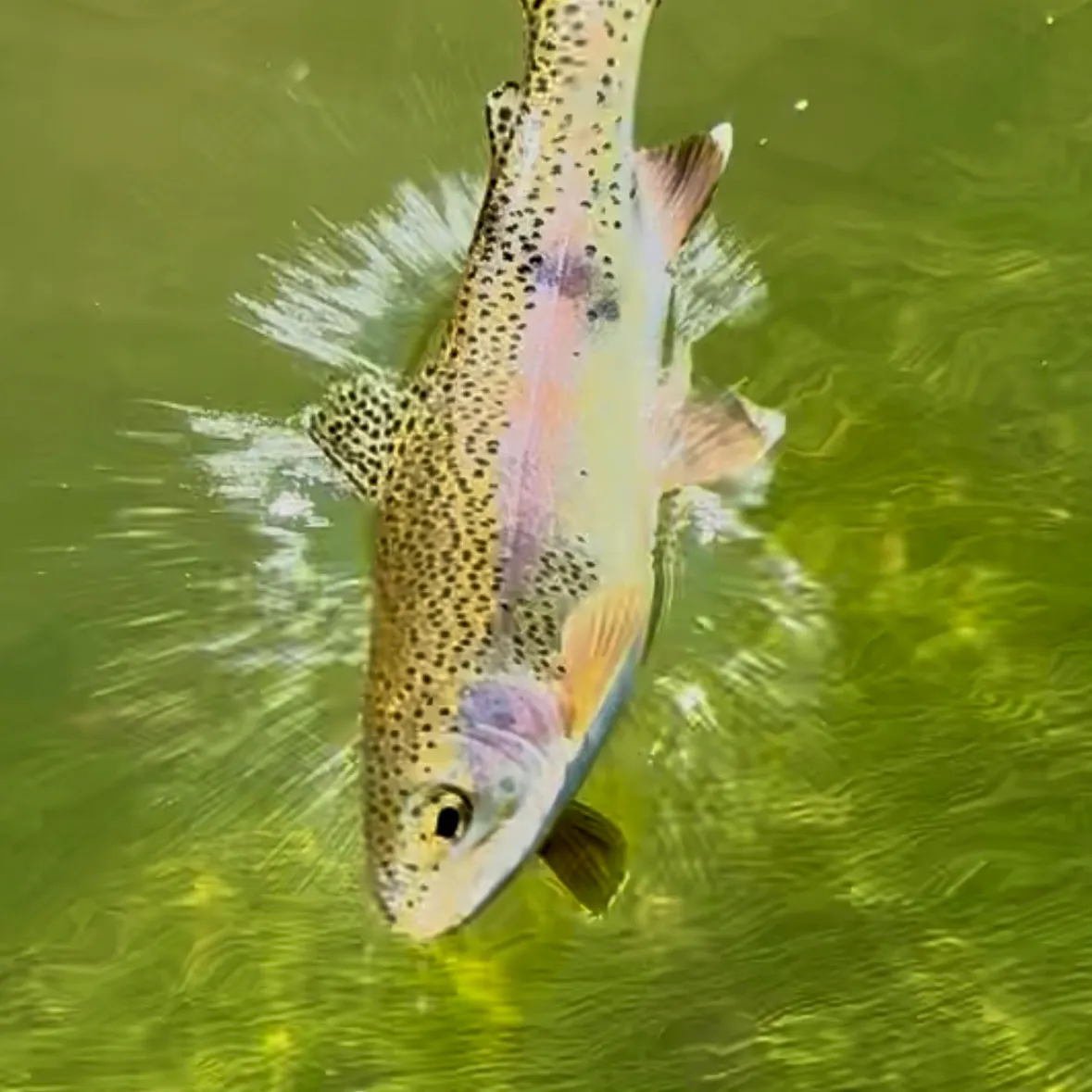 Rainbow trout caught on Fishbrain