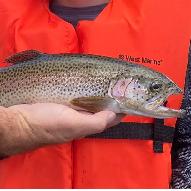 The most recent Cutthroat trout catches on Fishbrain