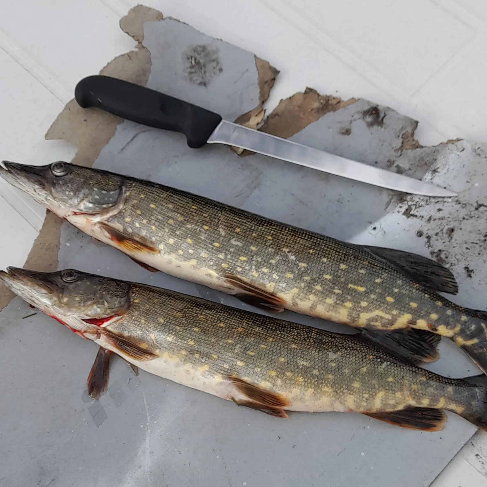 recently logged catches