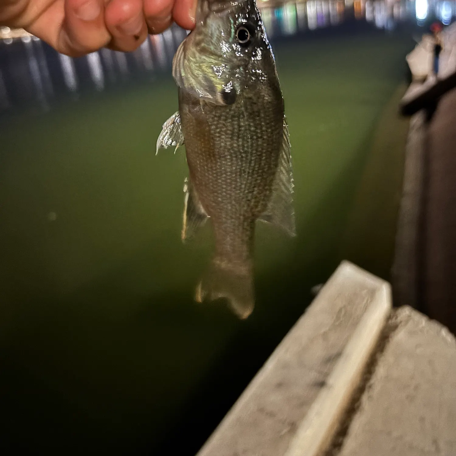 Green sunfish caught on Fishbrain