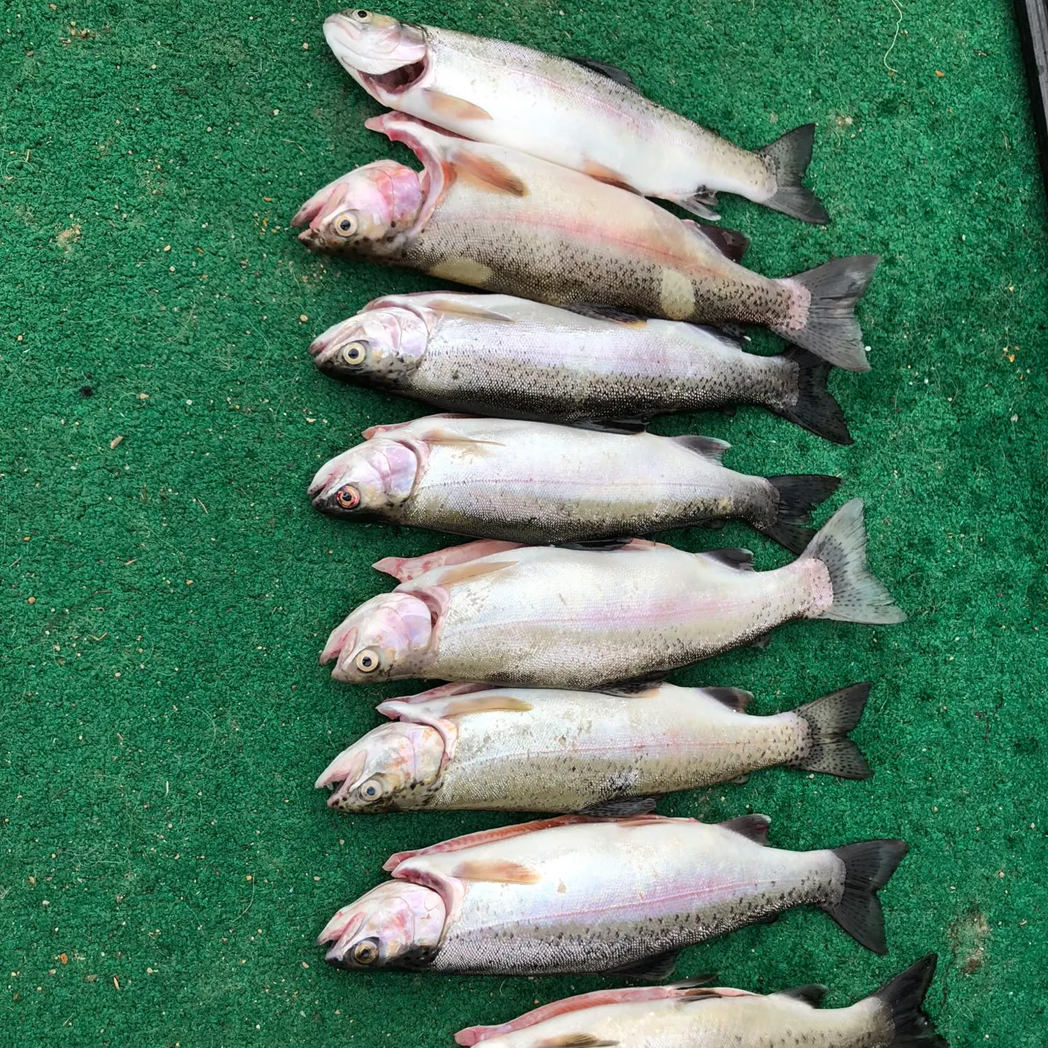 recently logged catches