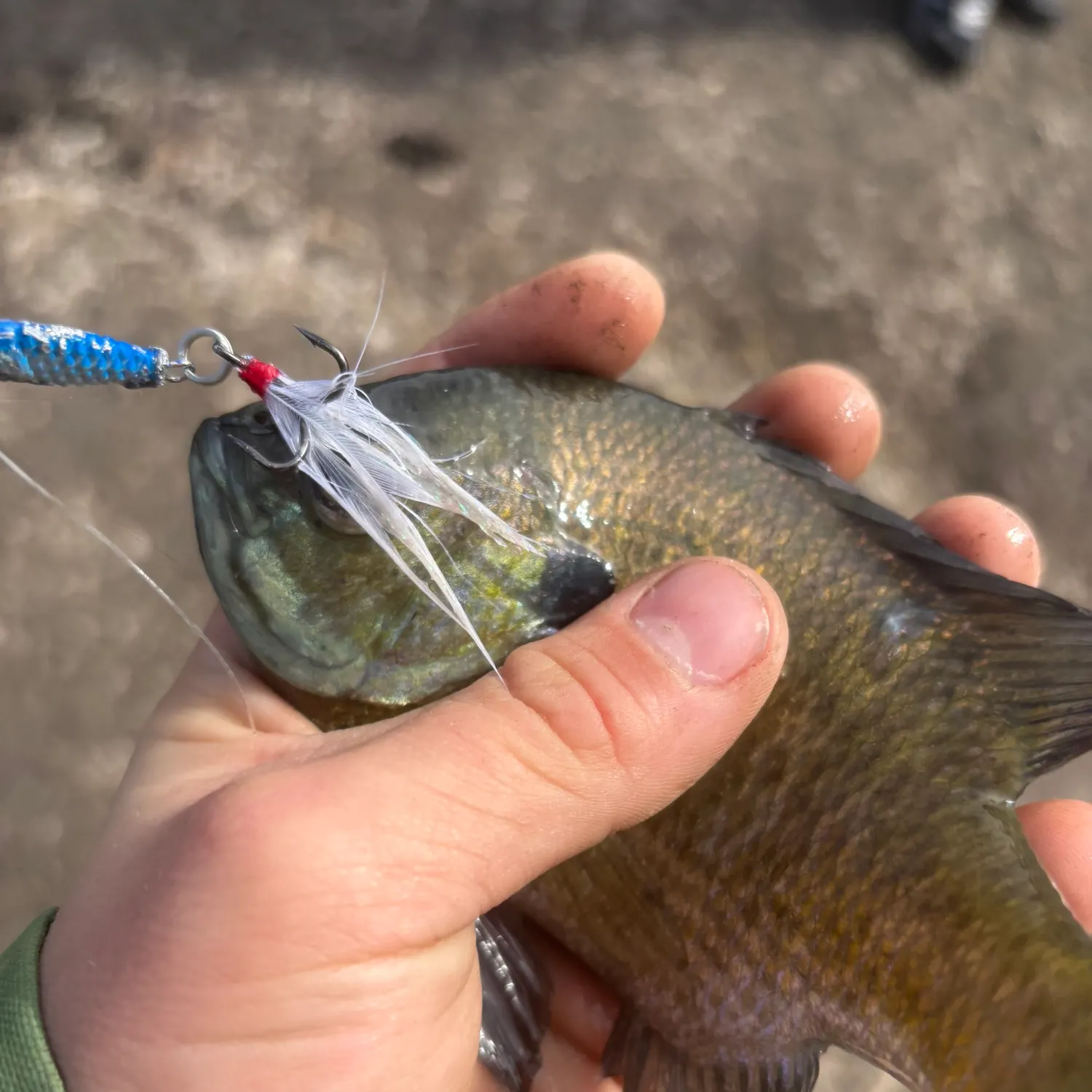 The most recent Bluegill x longear sunfish catches on Fishbrain