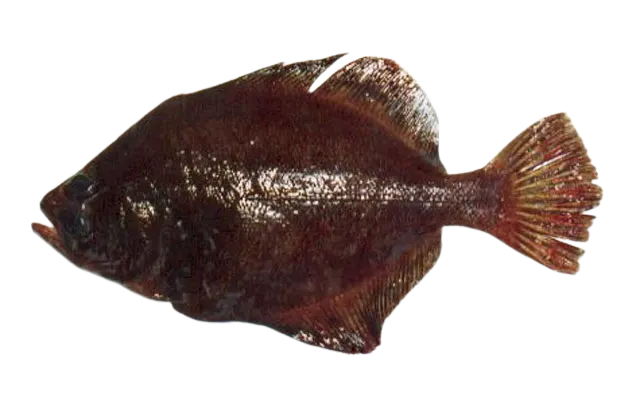 Bigeye flounder