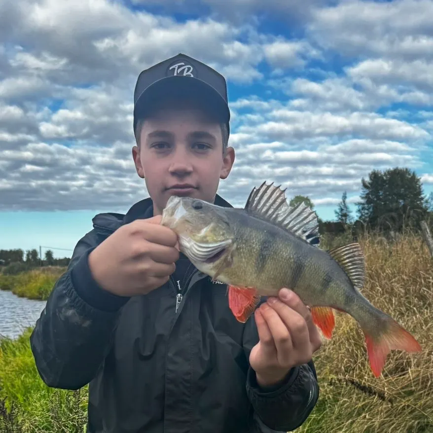 European perch caught on Fishbrain