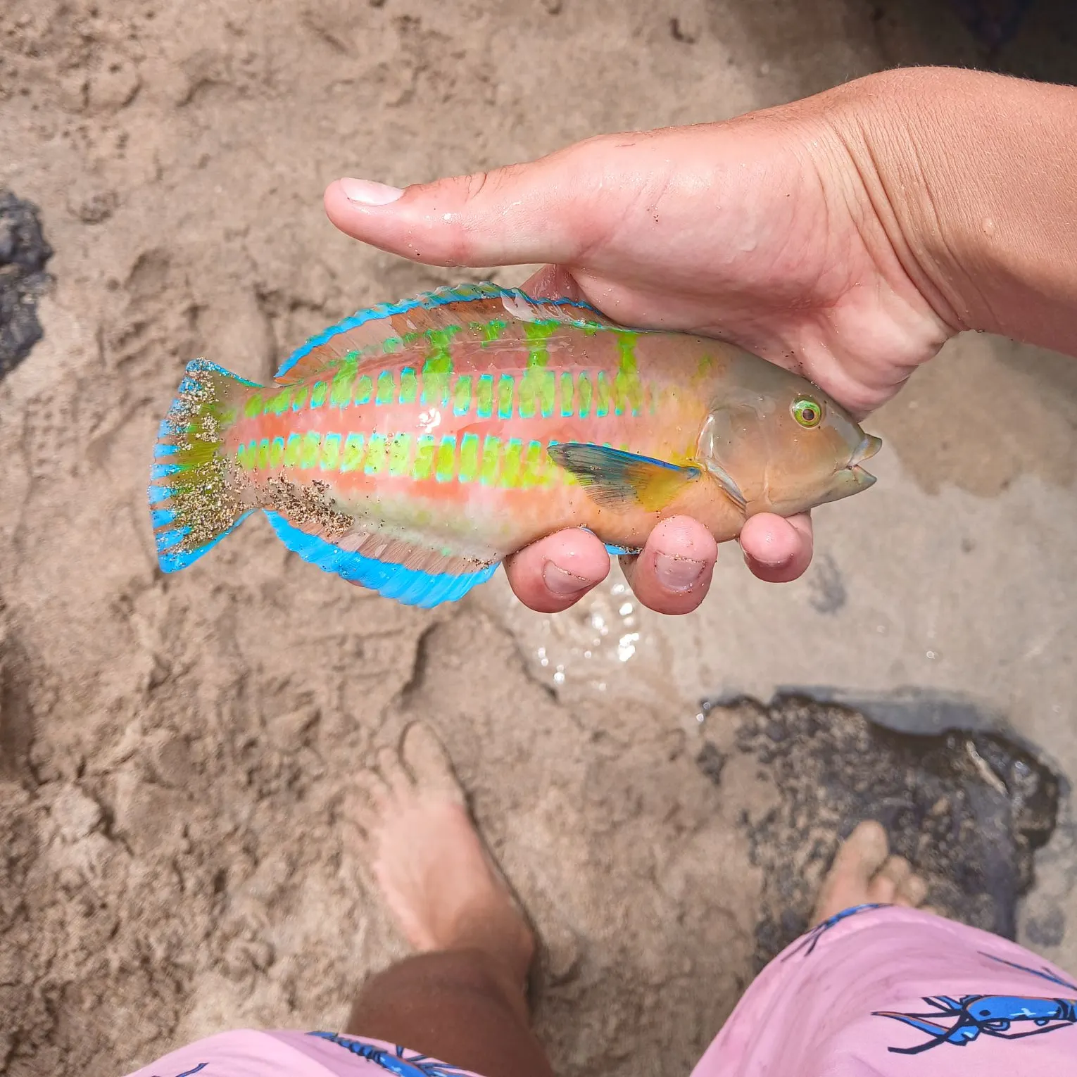 The most recent Christmas wrasse catches on Fishbrain