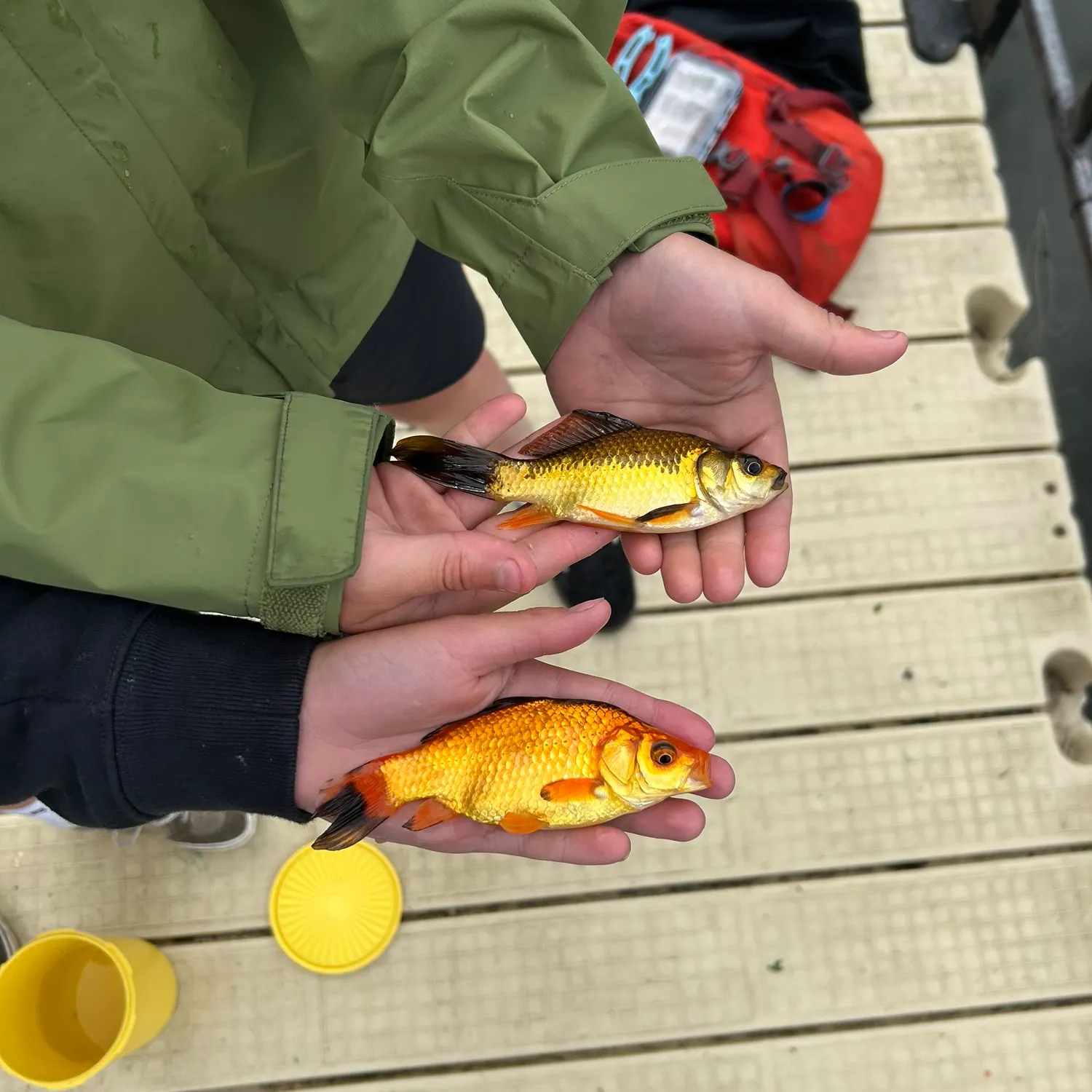 recently logged catches