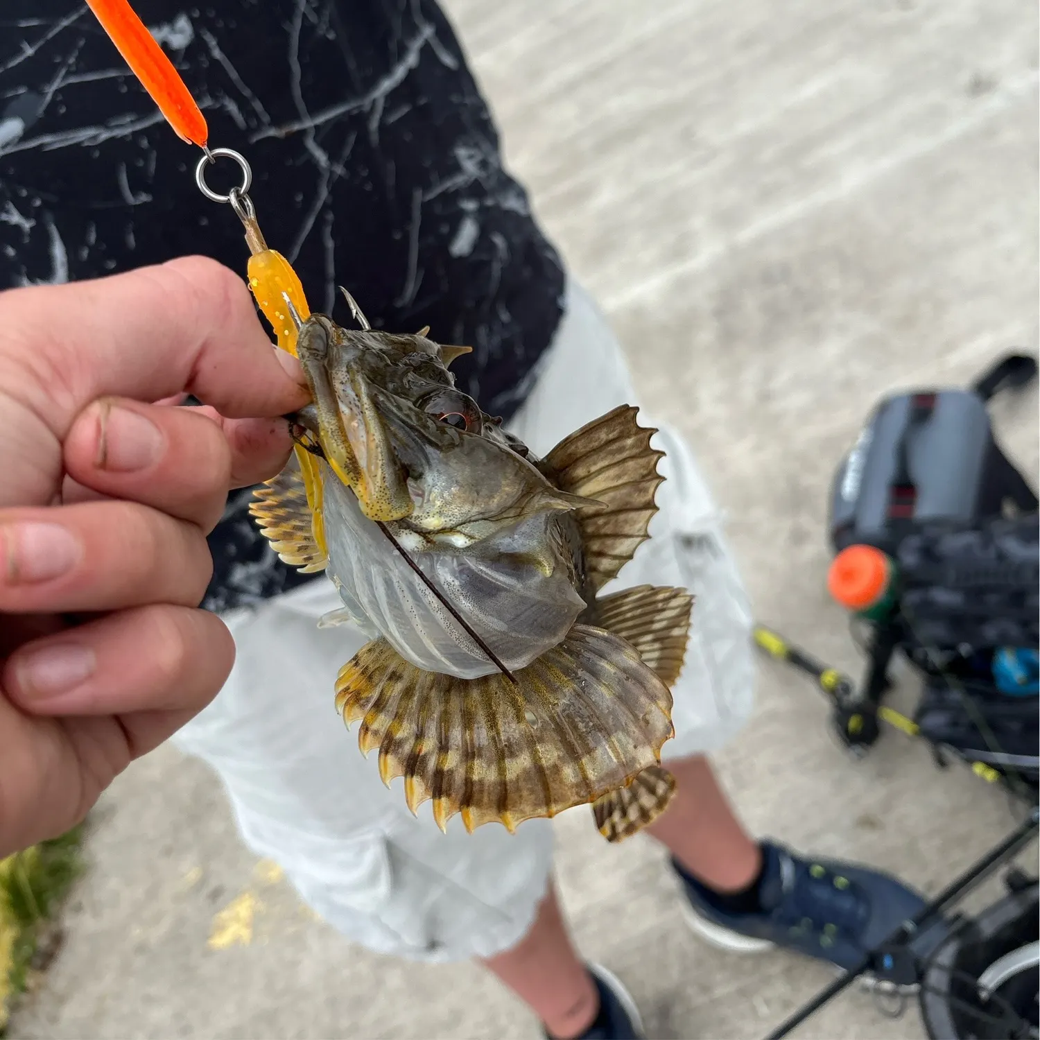 The most recent Shorthorn sculpin catches on Fishbrain