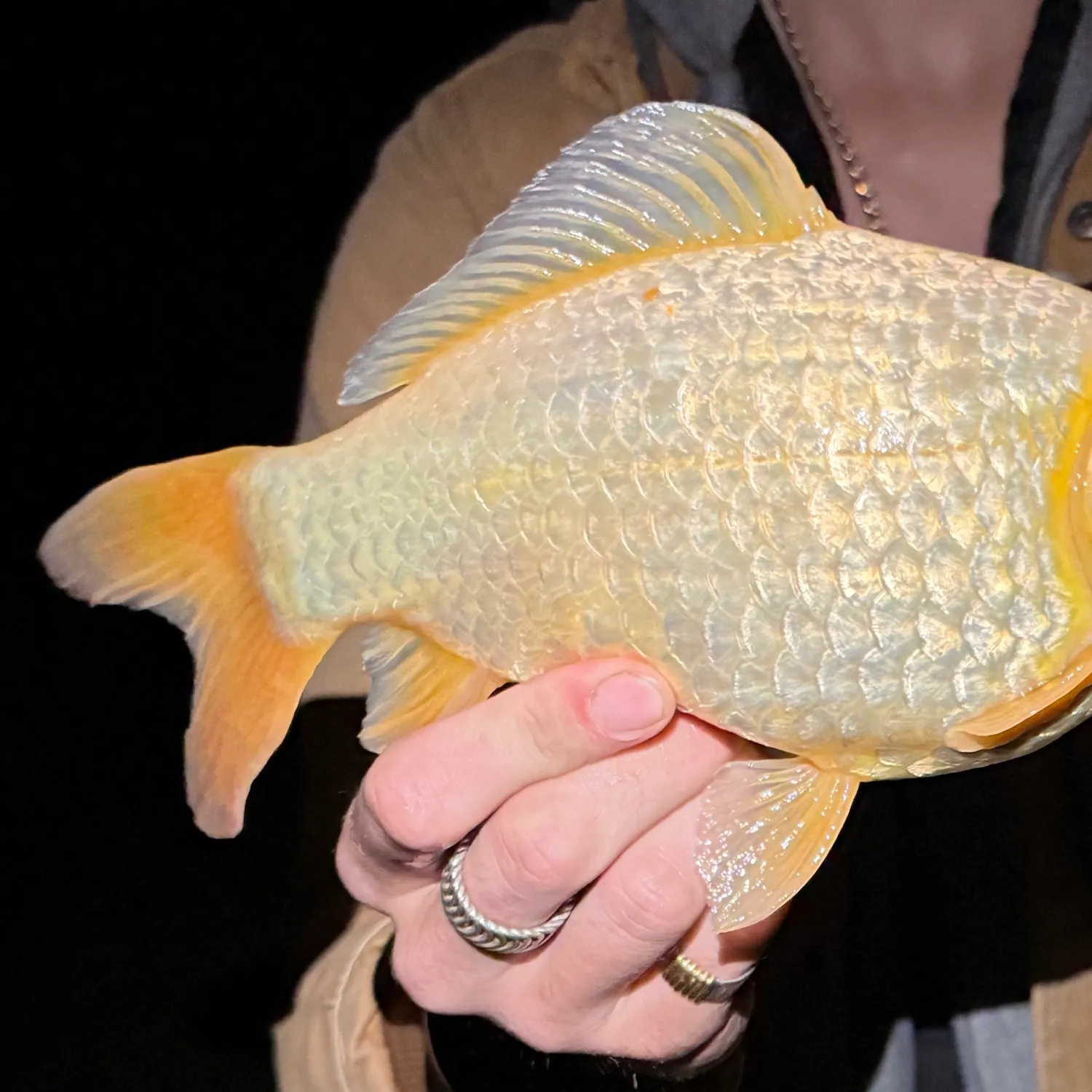 Goldfish caught on Fishbrain