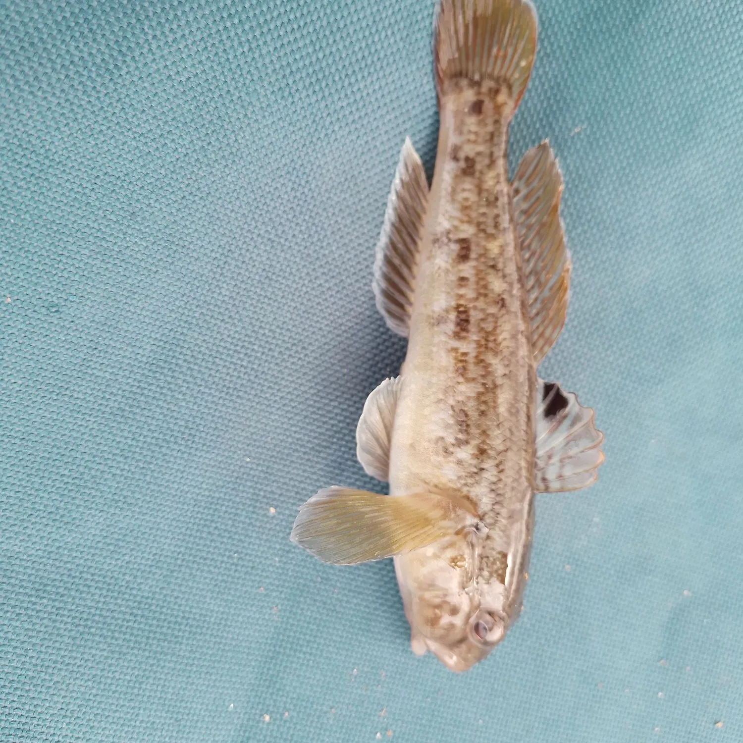 Round goby caught on Fishbrain