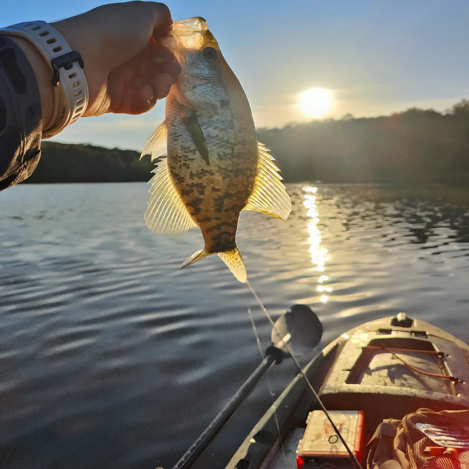 Black crappie caught on Fishbrain