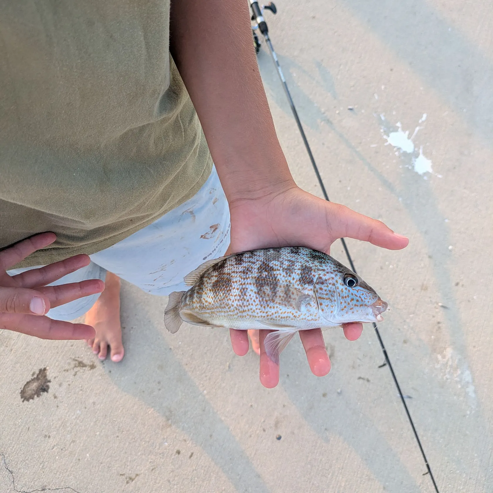 Pigfish caught on Fishbrain