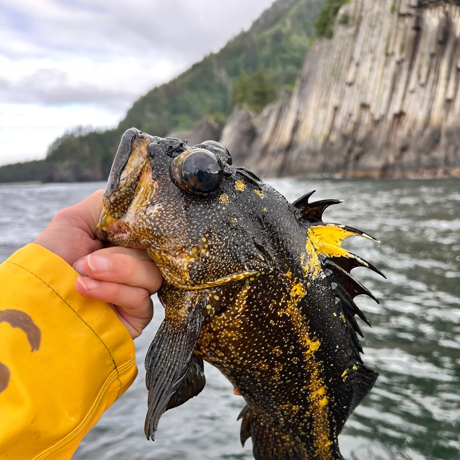 The most recent China rockfish catches on Fishbrain