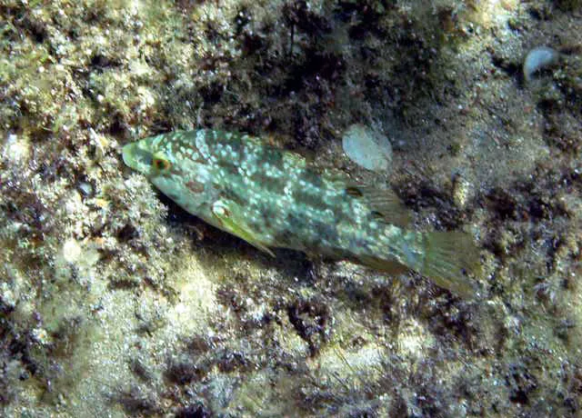 Five-spotted wrasse