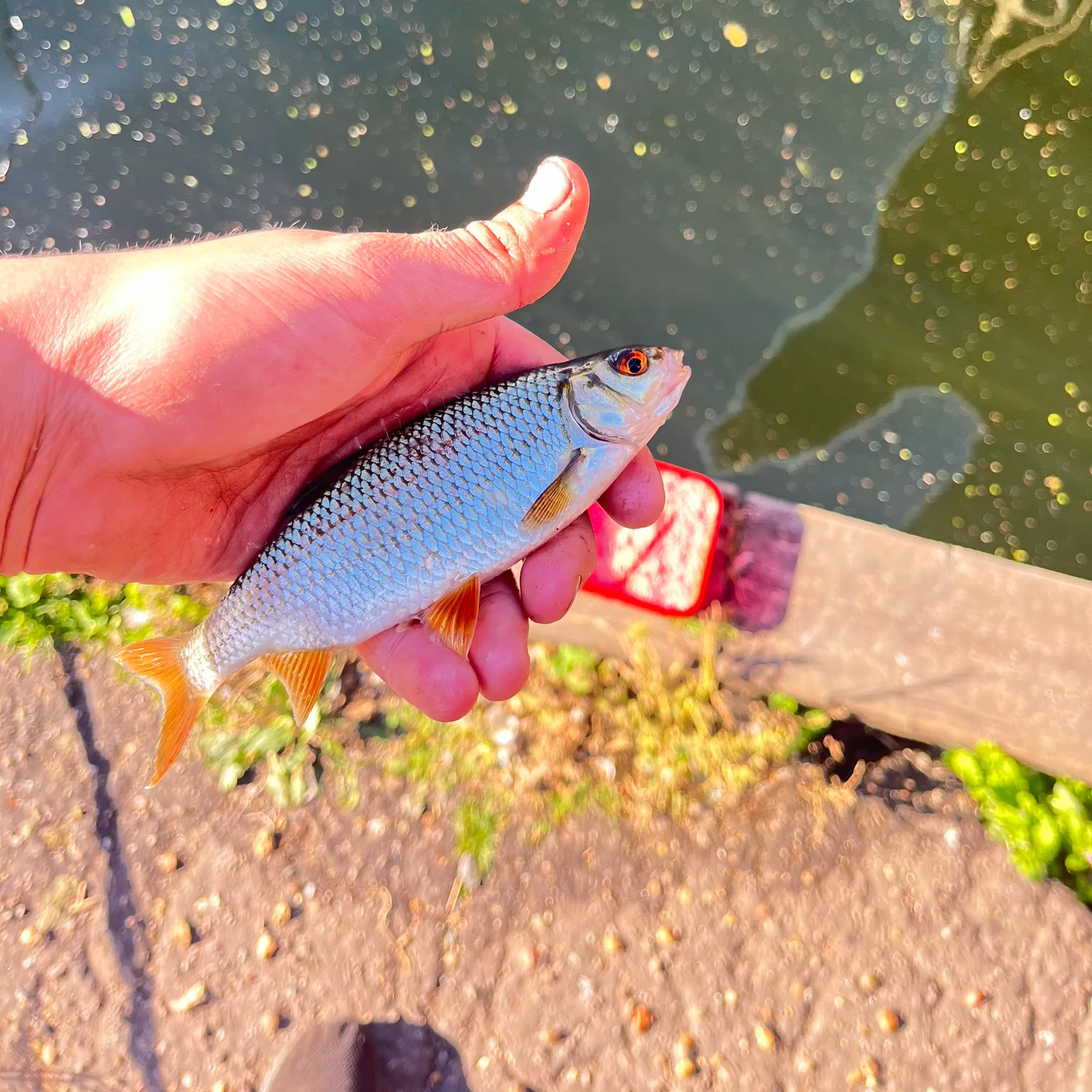 Common roach caught on Fishbrain