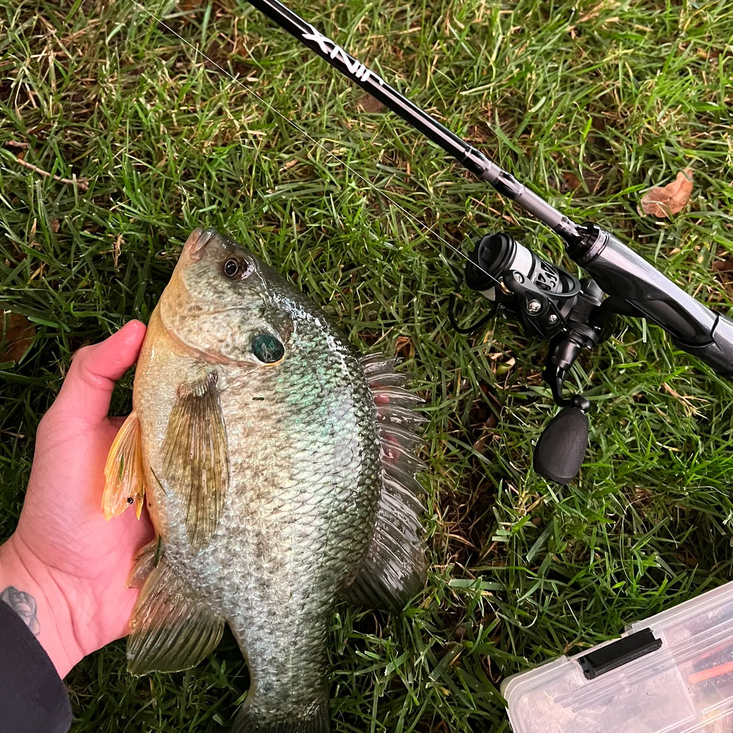 Redear sunfish caught on Fishbrain