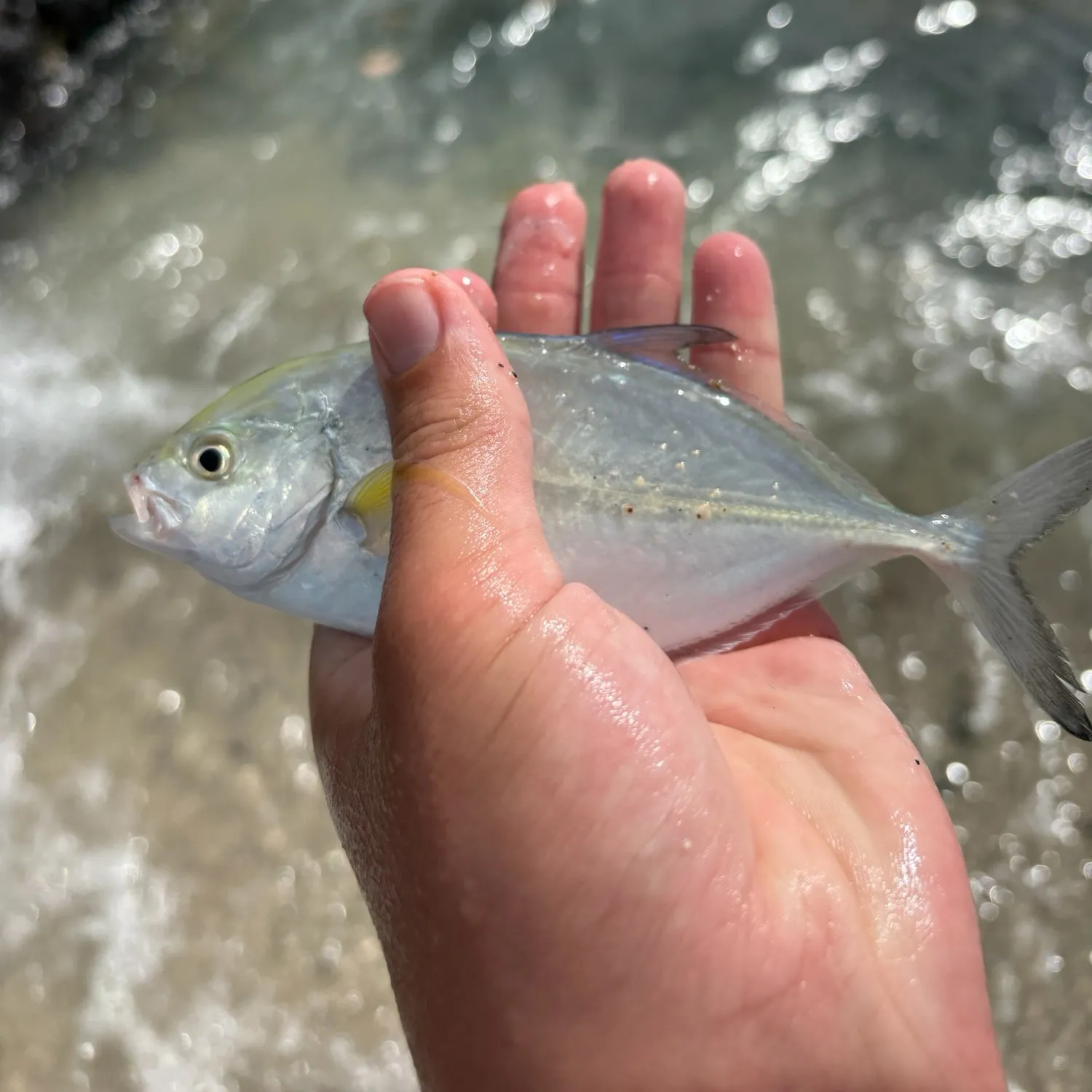 The most recent Bluefin trevally catches on Fishbrain