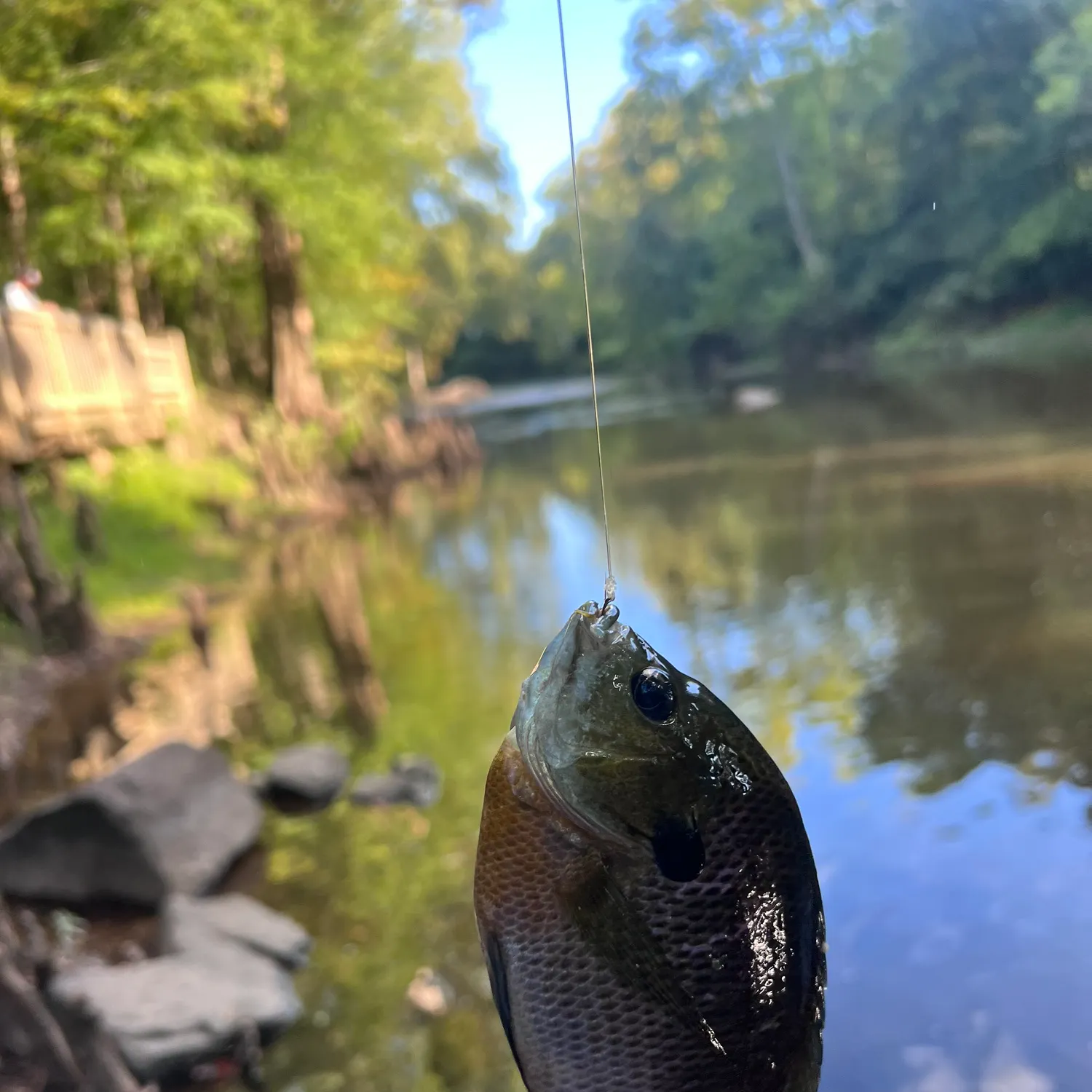 Bluegill caught on Fishbrain
