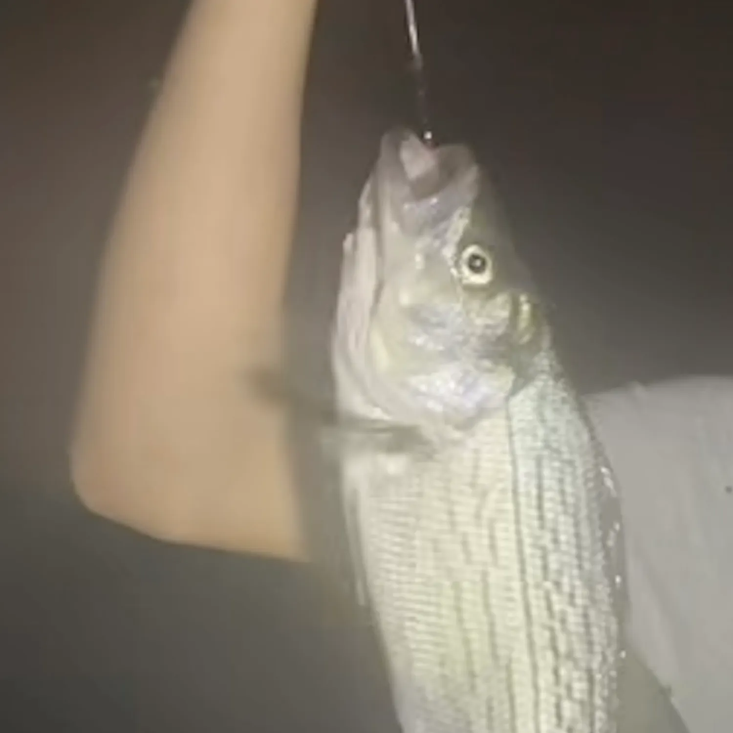 The most recent Hybrid striped bass catches on Fishbrain