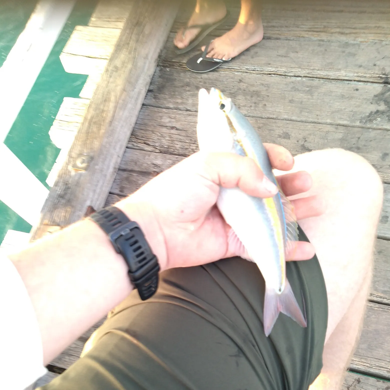 The most recent Paradise whiptail catches on Fishbrain