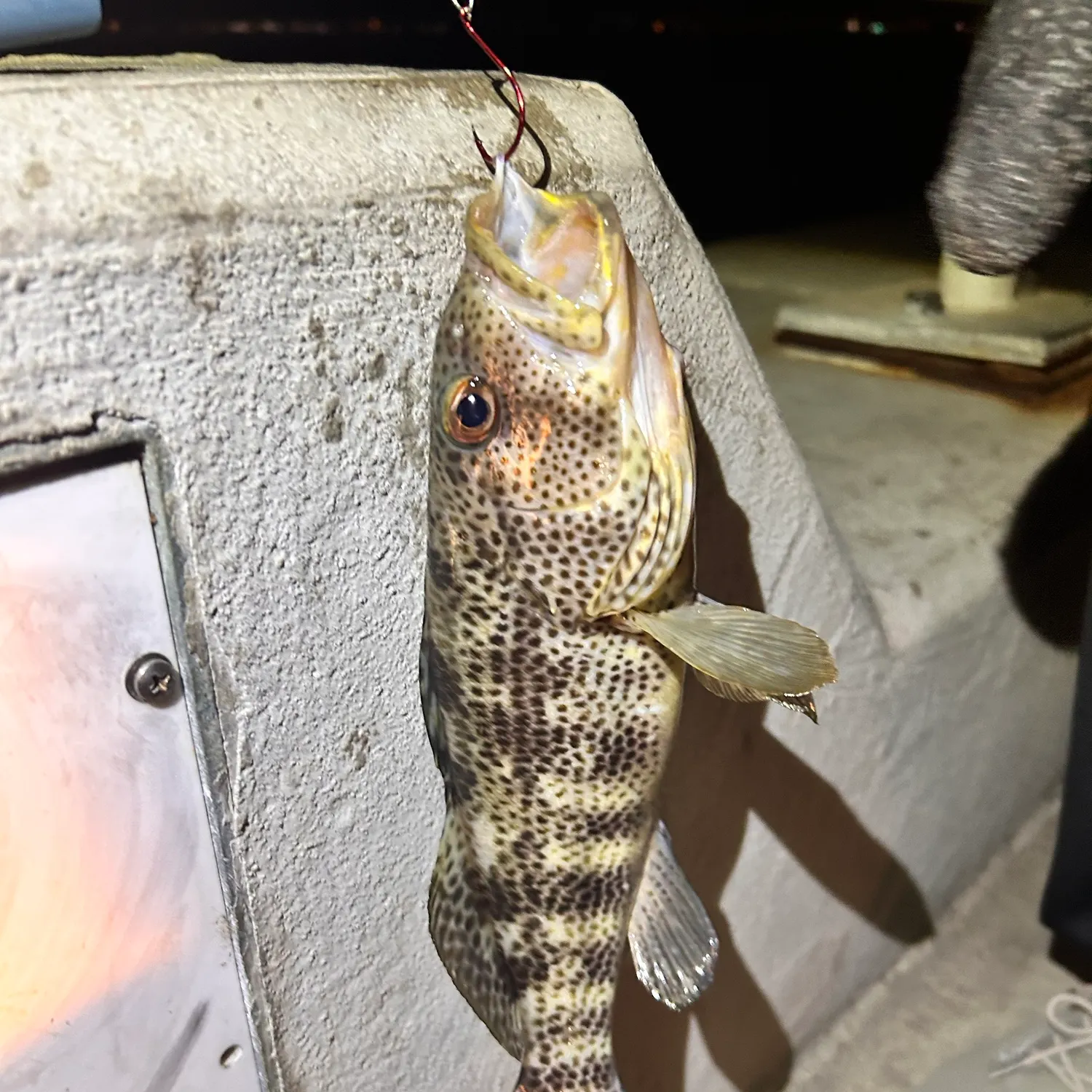 The most recent Spotted sand bass catches on Fishbrain