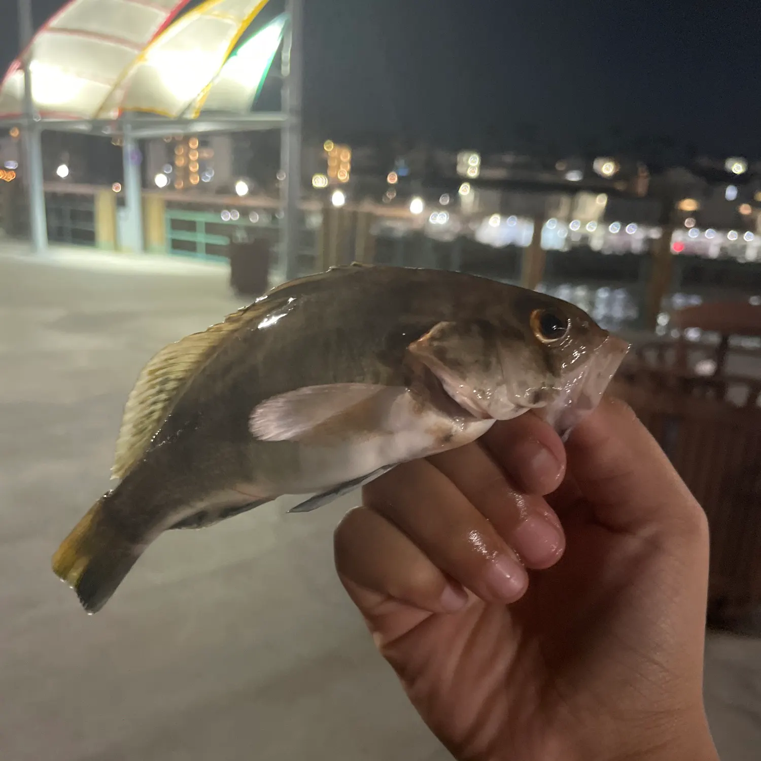 Barred sand bass caught on Fishbrain