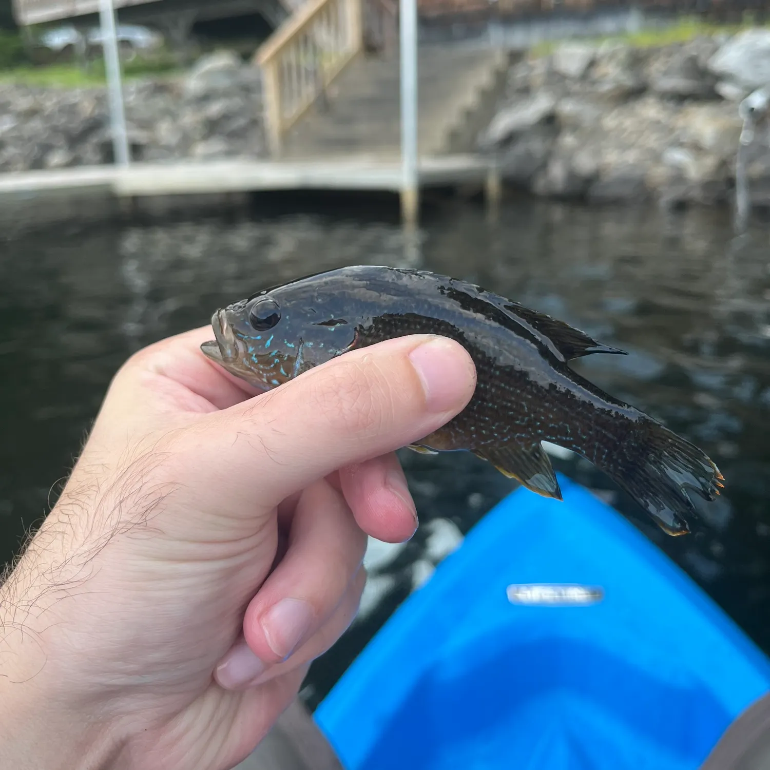 Green sunfish caught on Fishbrain