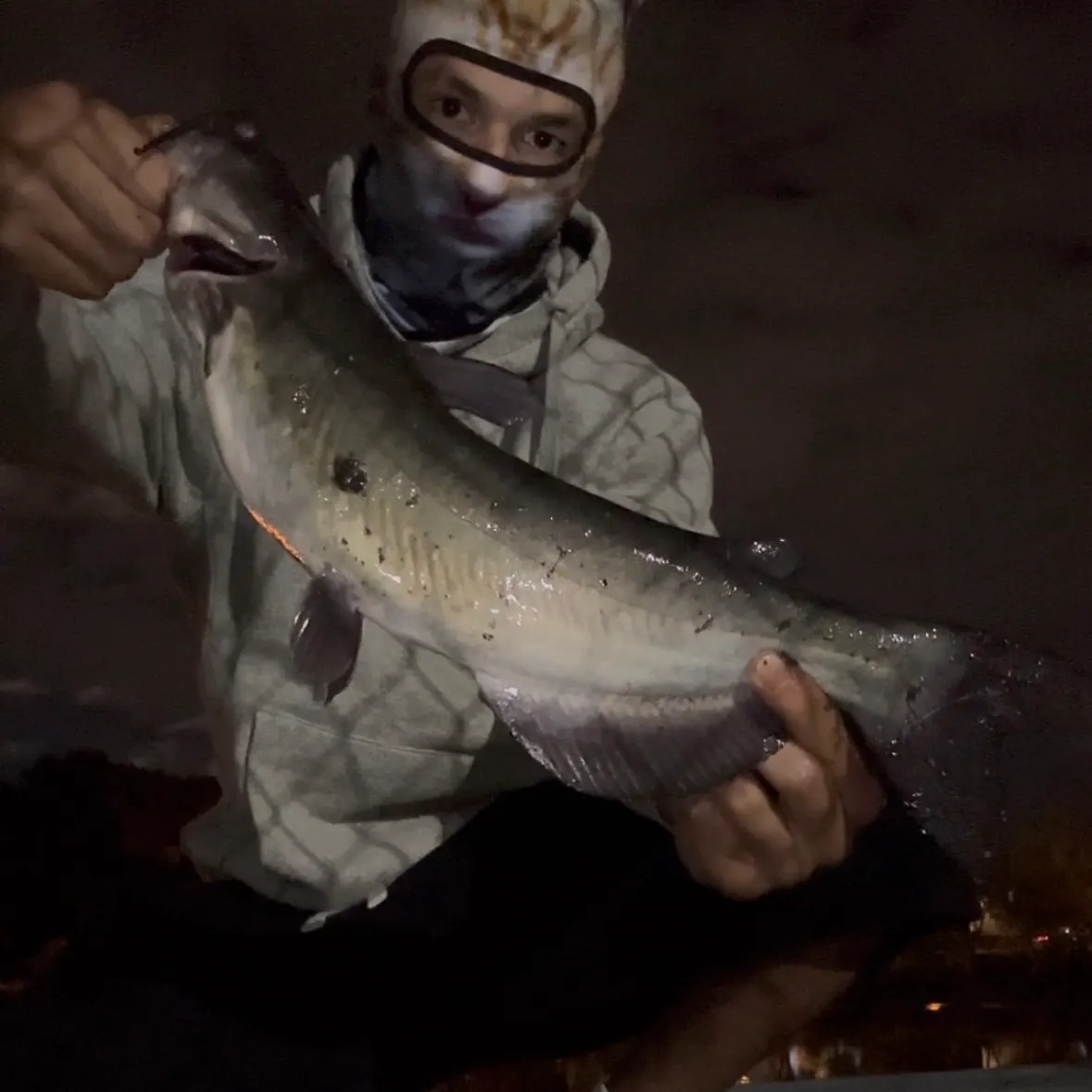 Channel catfish caught on Fishbrain