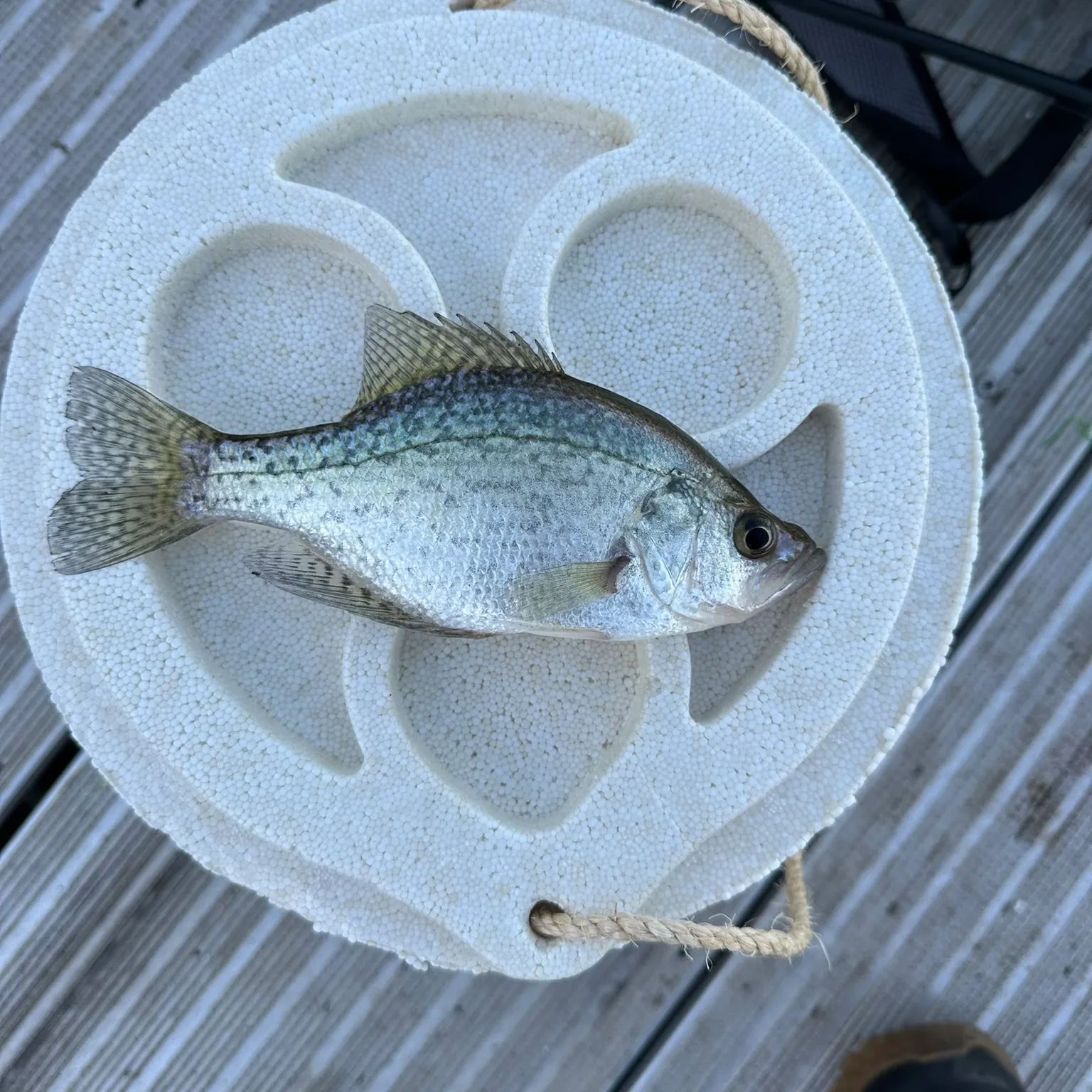 The most recent Black crappie catches on Fishbrain
