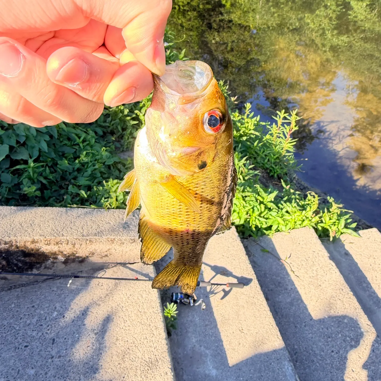 The most recent Rock bass catches on Fishbrain