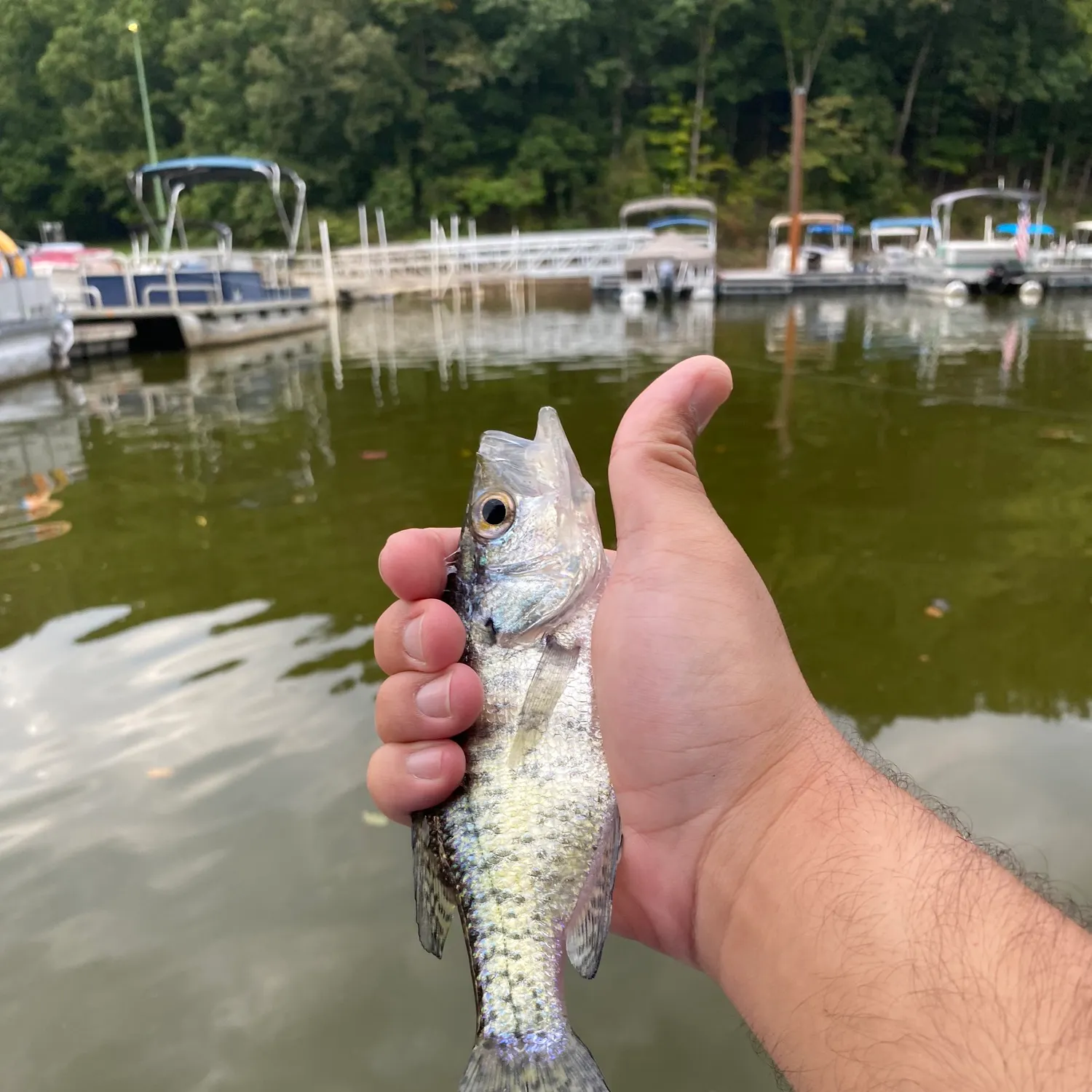 White crappie caught on Fishbrain
